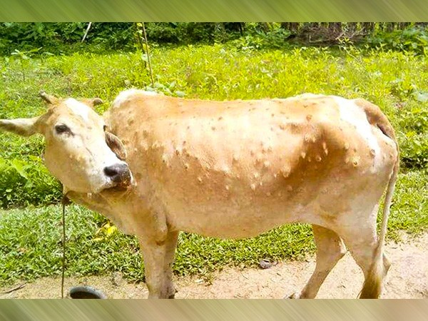 मधेस प्रदेशको पशुचौपायामा देखियो लम्पीस्किनको सङ्क्रमण,